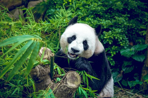 Quels sont les meilleurs spots pour observer les pandas géants dans la réserve de Wolong, Chine?