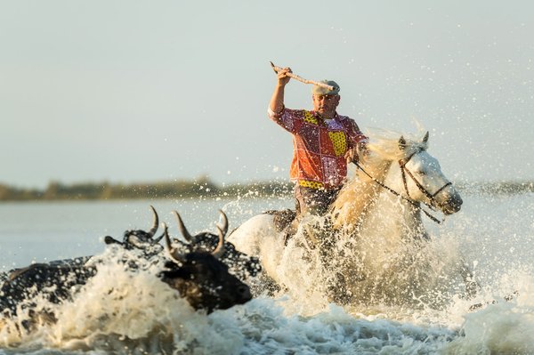 Où séjourner pour des vacances équestres en Camargue avec des randonnées à cheval et des ateliers de photographie?