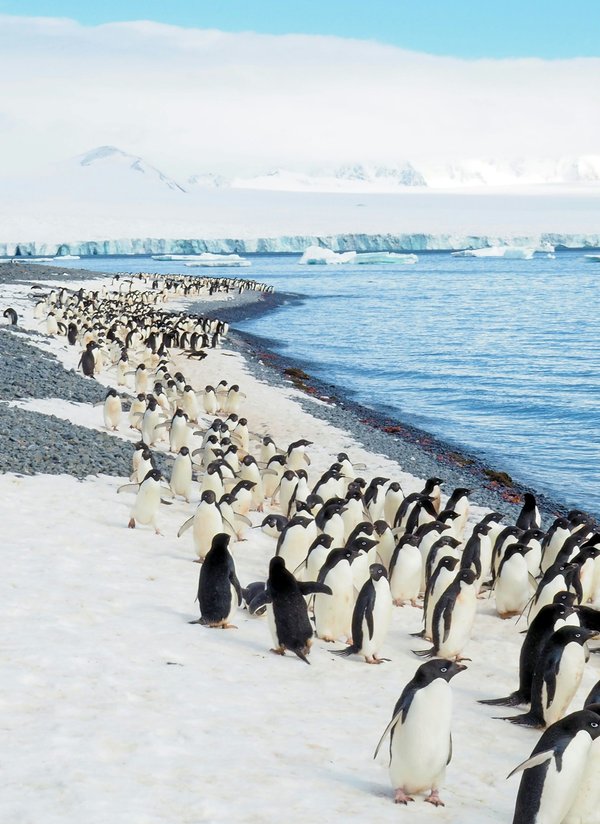 Quelle croisière propose des excursions pour observer les pingouins en Antarctique?