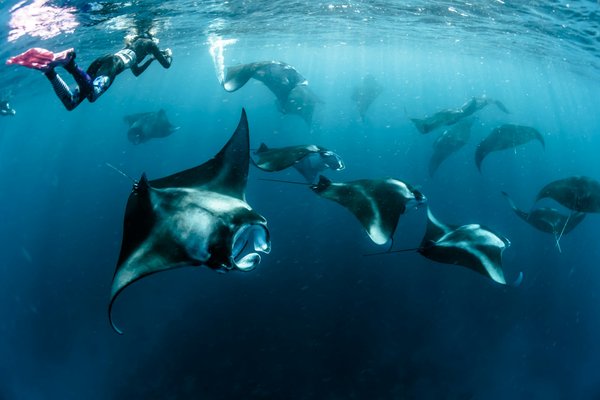 Où trouver les meilleures expériences de plongée avec les raies manta aux Maldives ?