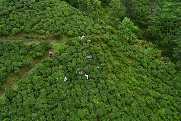 Comment organiser une visite des plantations de thé au Darjeeling en Inde?