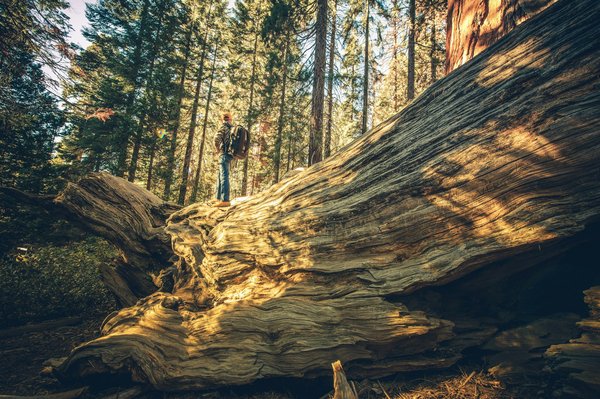 Quels sont les meilleurs conseils pour une exploration des jungles du Borneo ?